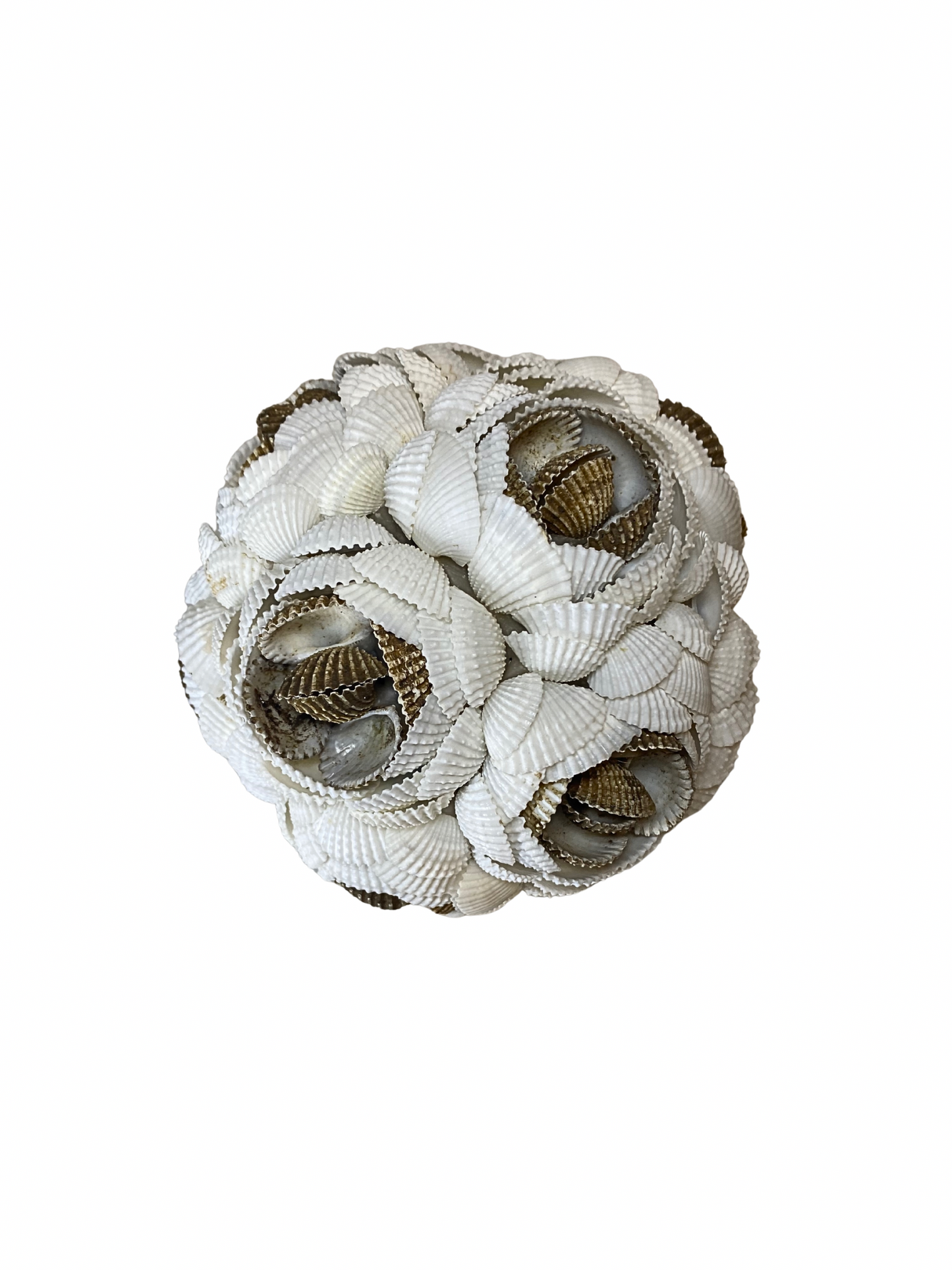 SET Sea shell balls flower white brown