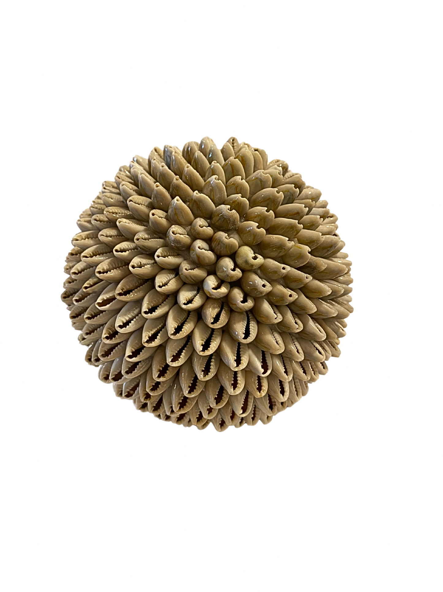 SET Sea Shell balls natural S,M,L