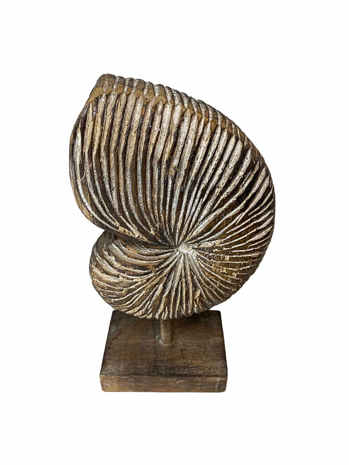 wooden nautilus brown shell statues size S,M