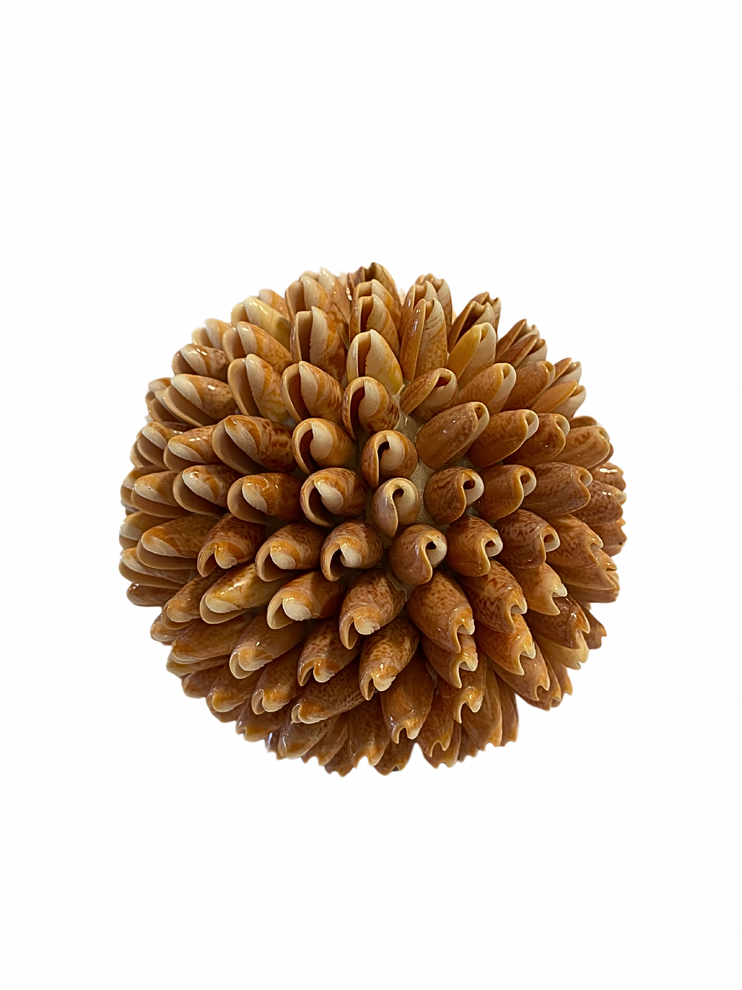 SET Sea Shell balls red pink S,M,L