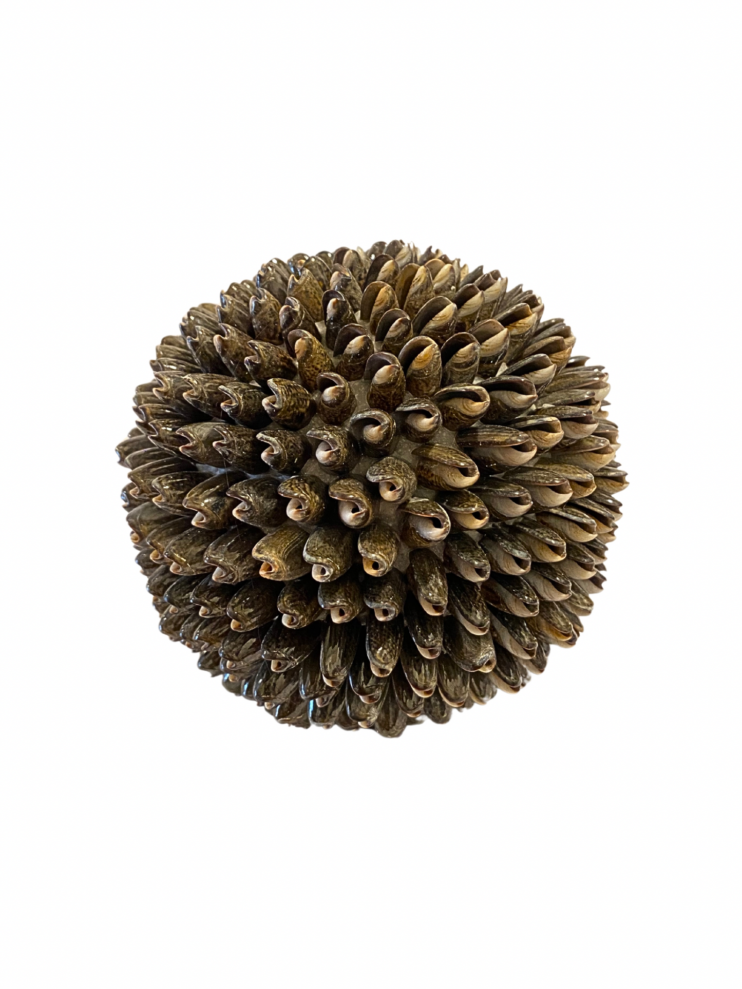 SET Sea Shell balls black grey S,M,L