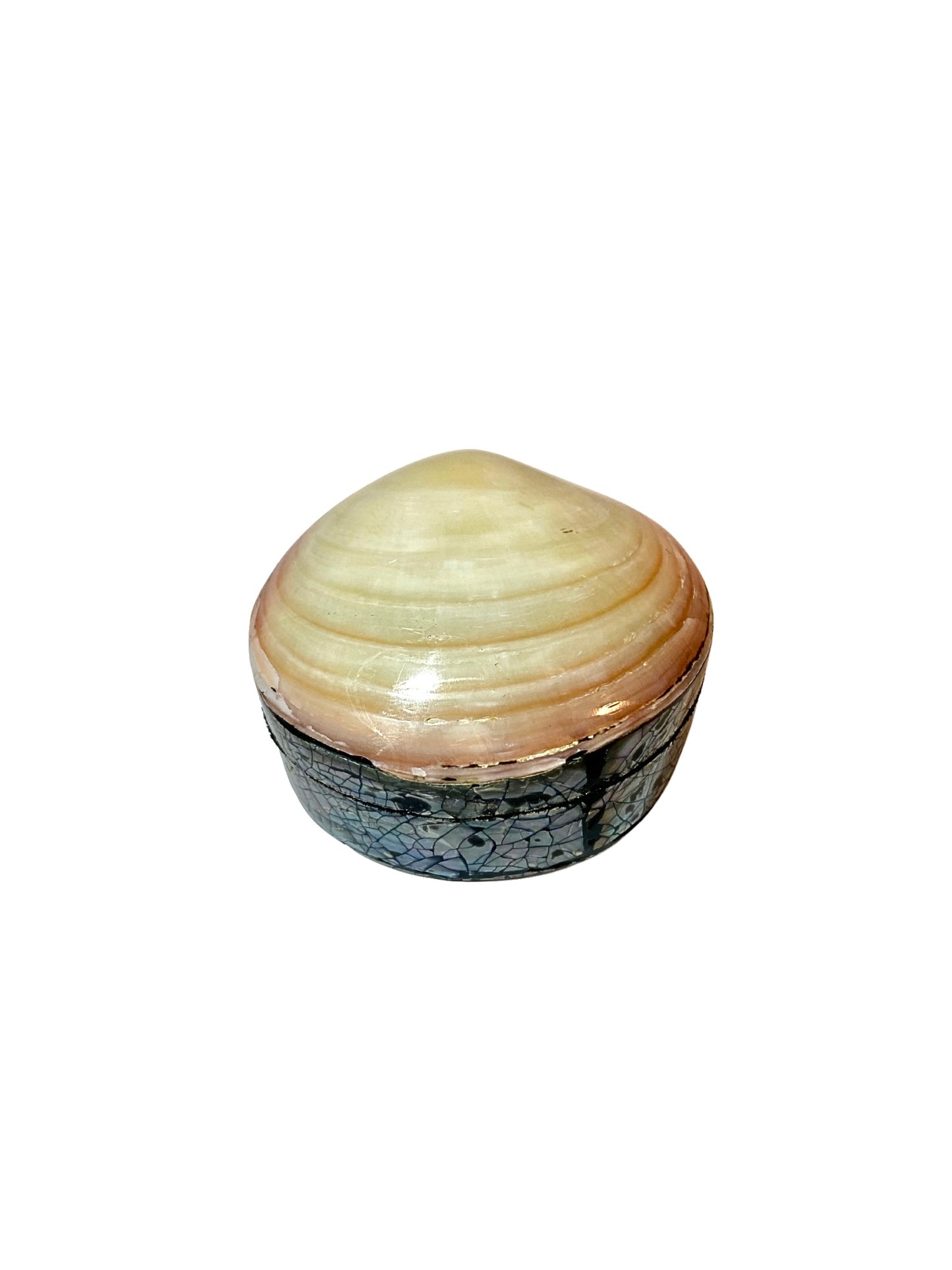 Shell jewelry box