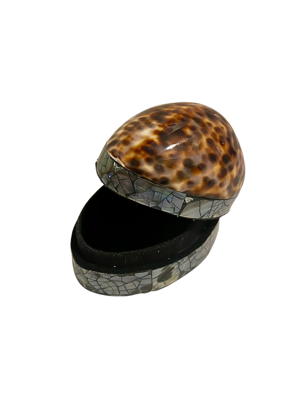 Shell jewelry box