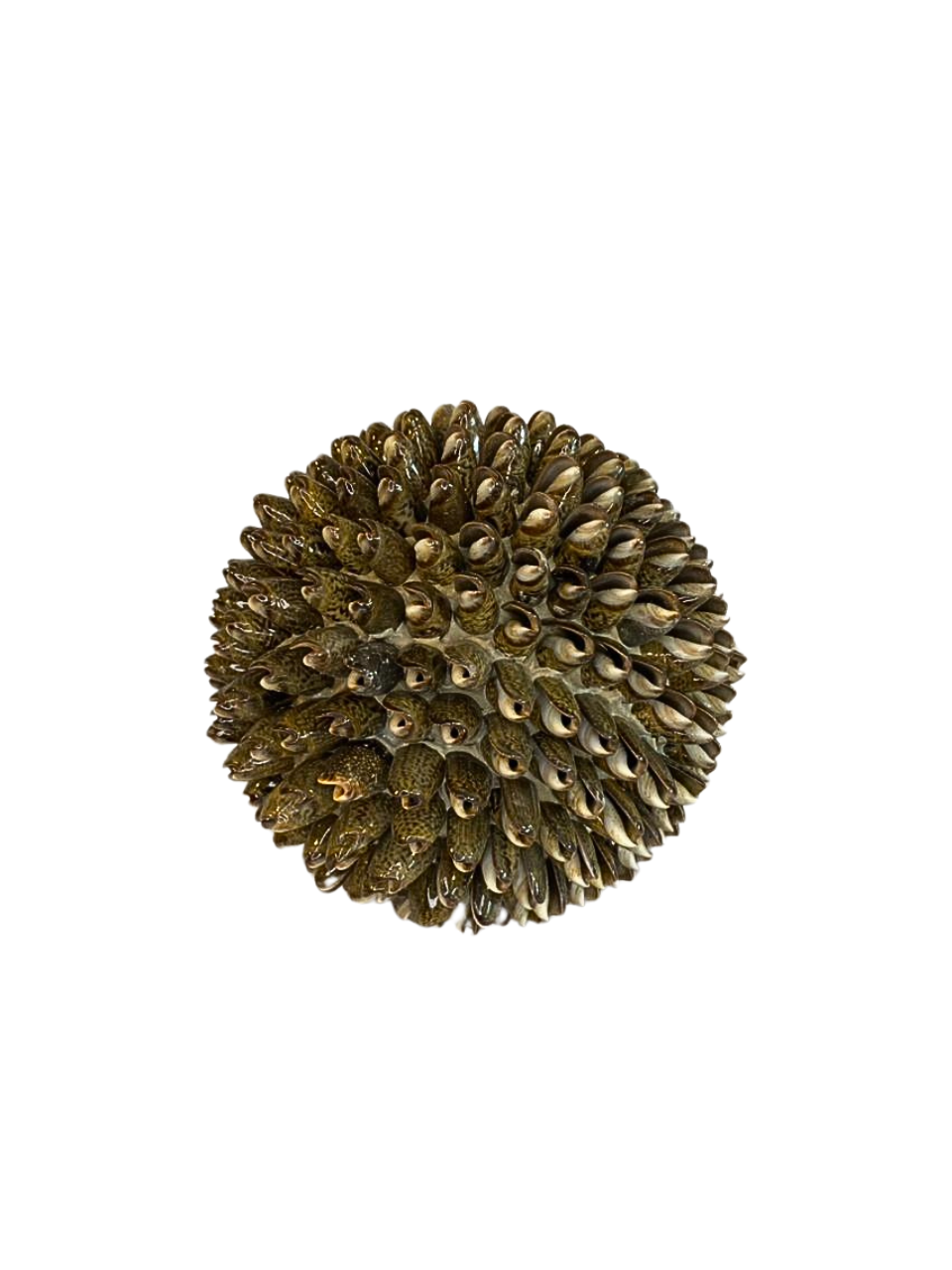 SET Sea Shell balls black grey S,M,L