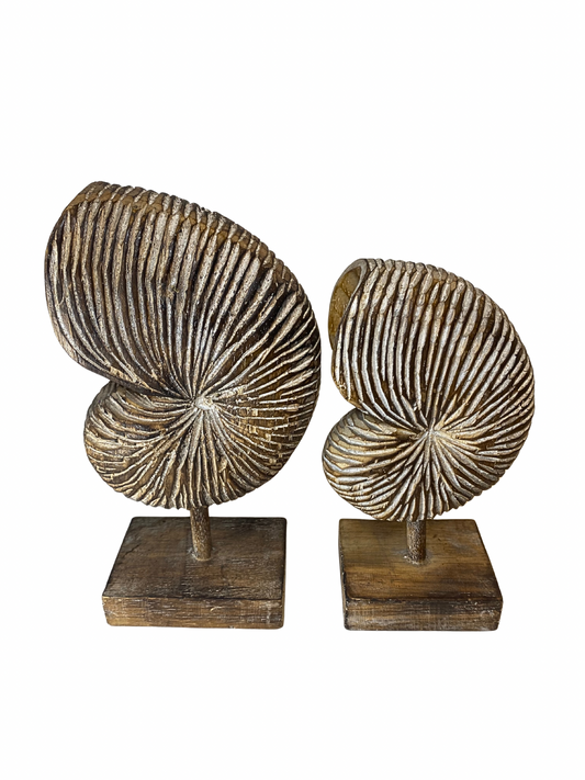 wooden nautilus brown shell statues size S,M